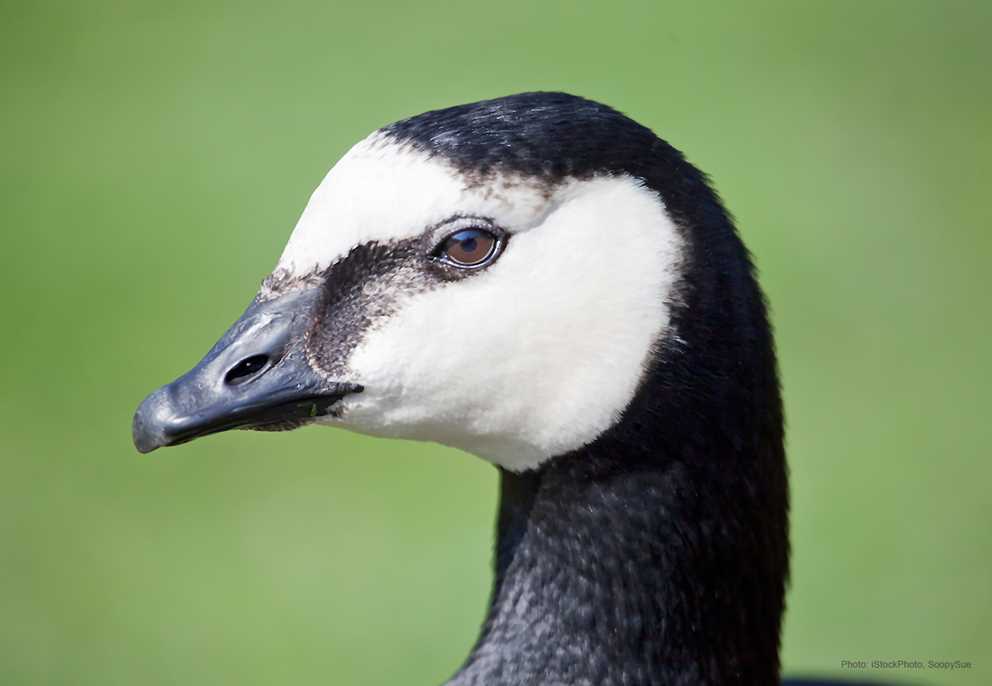 Barnacle Goose Ducks Unlimited